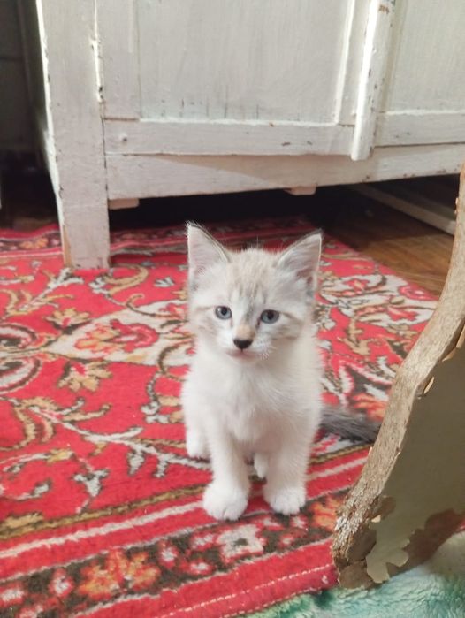 Отдам котят бесплатно