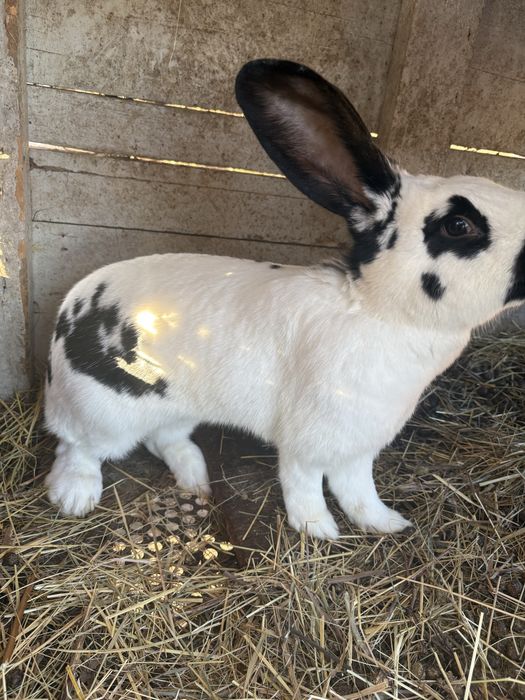 Vând doua femele de fluture german