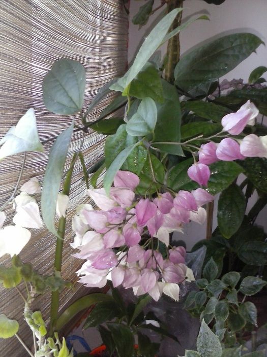 Клеродендрум Томпсона