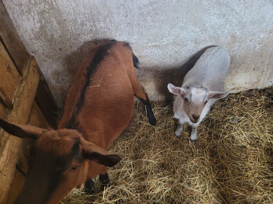 Vând capra alpin francez cu o iedita sau fără!