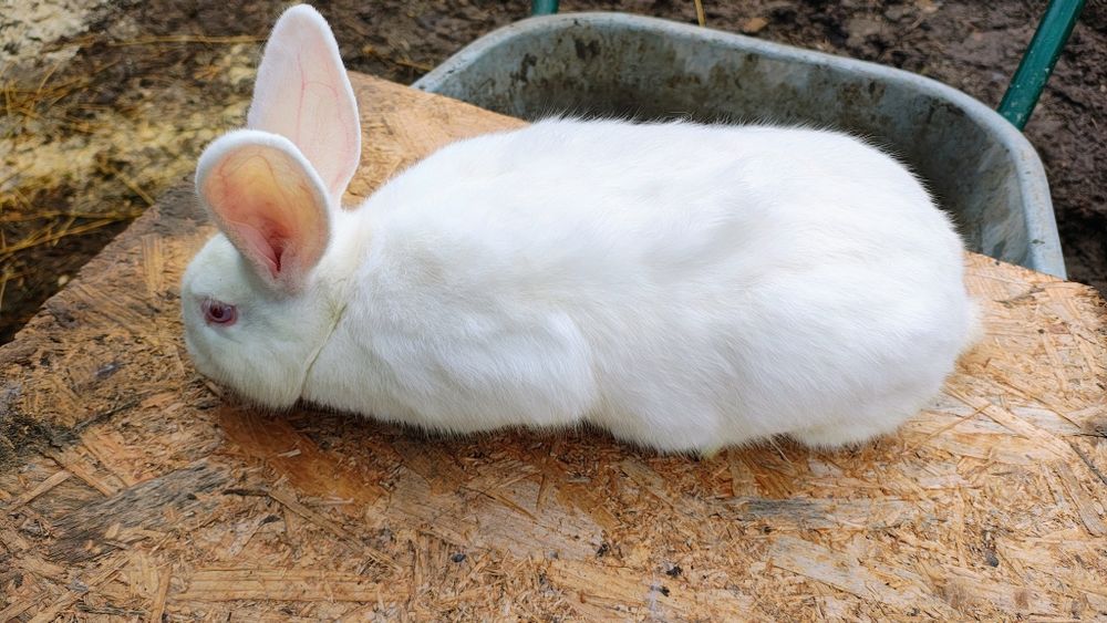 Iepuri Panon - Femele