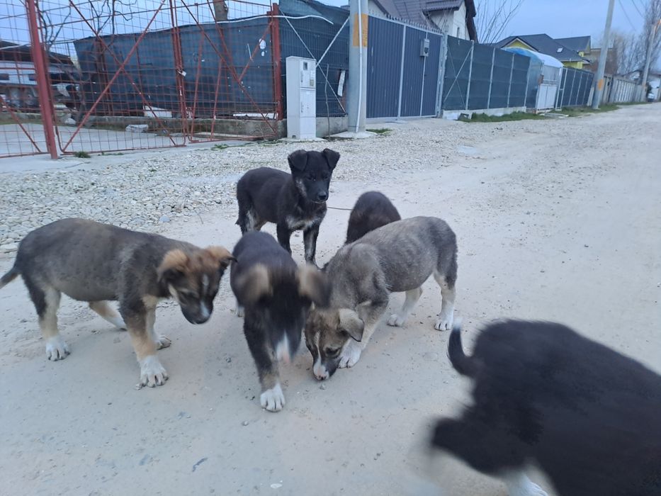 Donez adoptie pui caine Catei catelusi Metis, talie medie