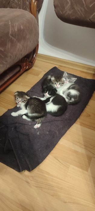 Продам котят вислоухих