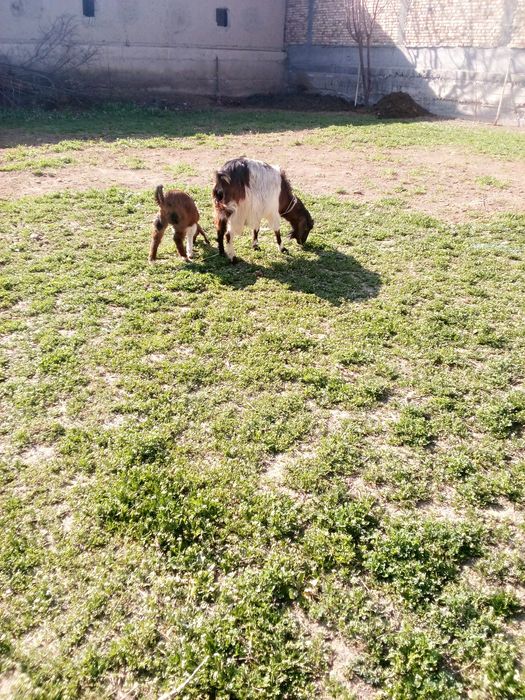 Zotlik Ona bola echki sotiladi