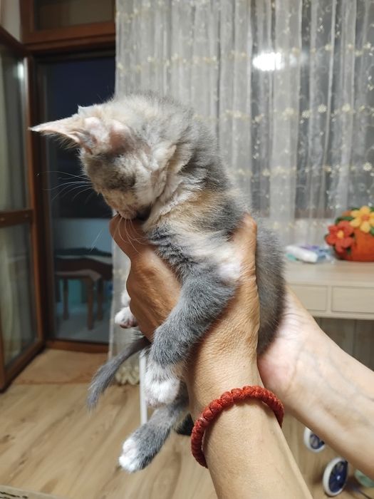 Подарявам котенца