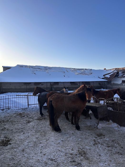 Жылкы семиз бордака (жылқы)