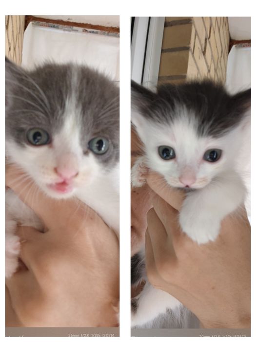 Мальчик котенок возраст 1м