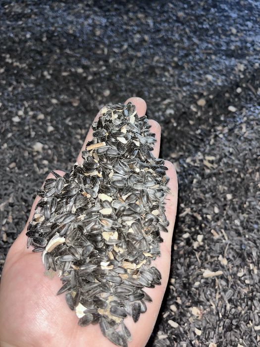 Vand floarea soarelui