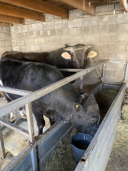 Быки Алатауская порода