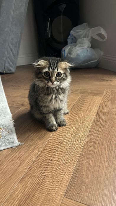 Котенок 4 месяцев