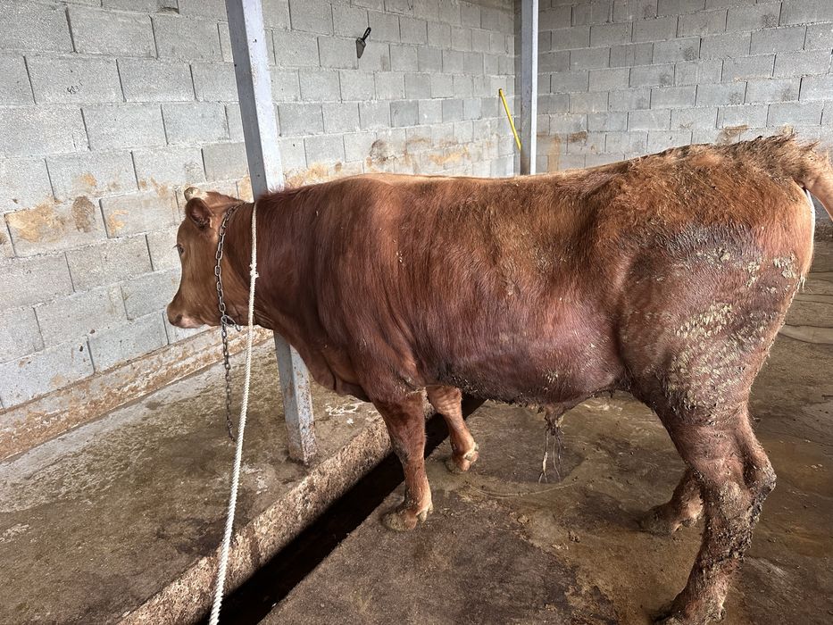 Бычки возраст 1,5.