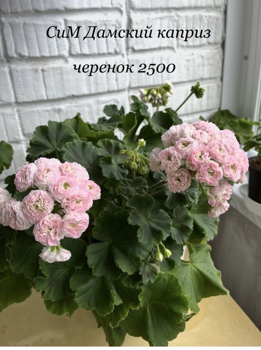 Продам черенки пеларгоний
