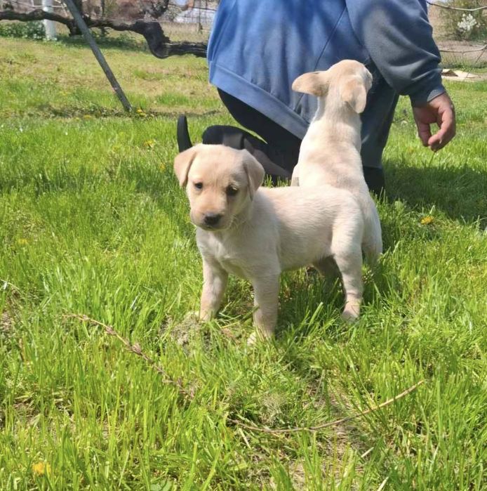Чистокръвен Лабрадор Ретривър