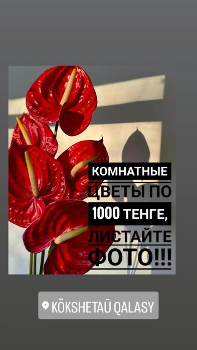 Комнатные цветы в ассортименте