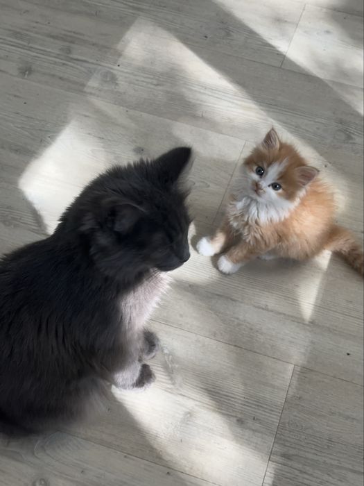 Котенок 2-3 месяца