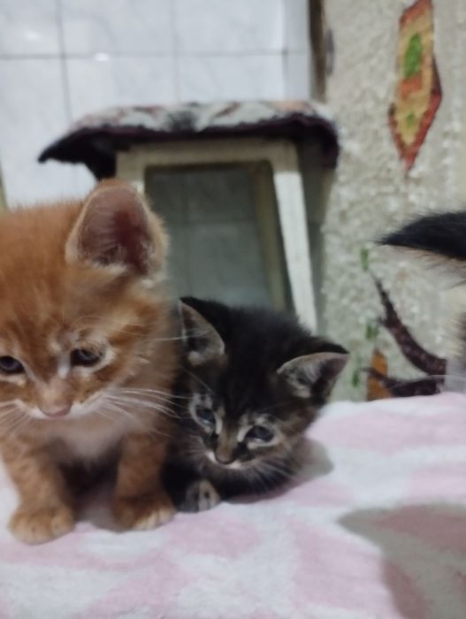 Отдам котят в хорошие добрые руки