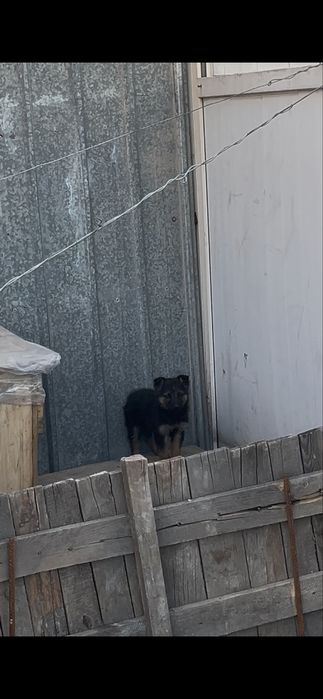 Немецкйй овчарка щенький