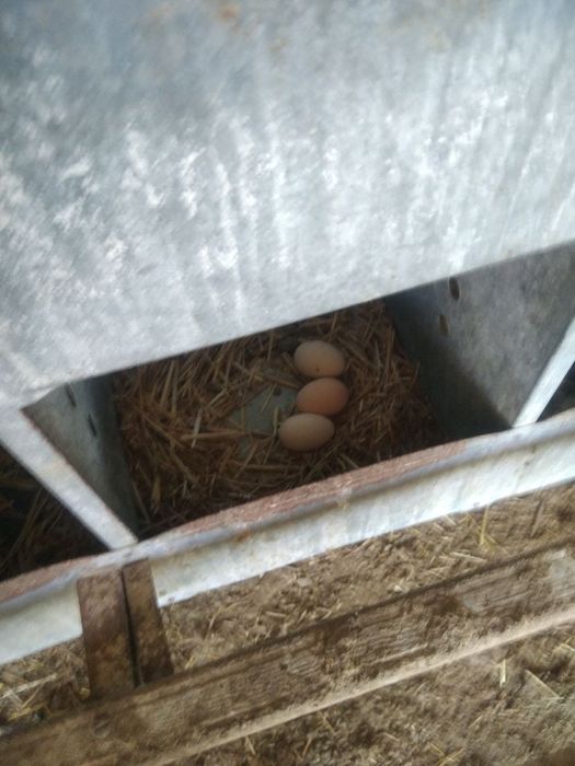 Xonaki tovuqlar (Tuxum tug'adigan)