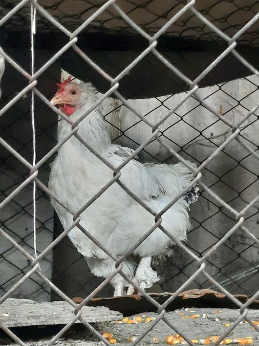 Продаю куриц и петухов