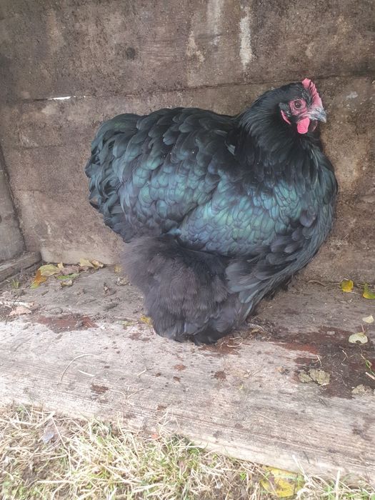 gaini orpington de vanzare