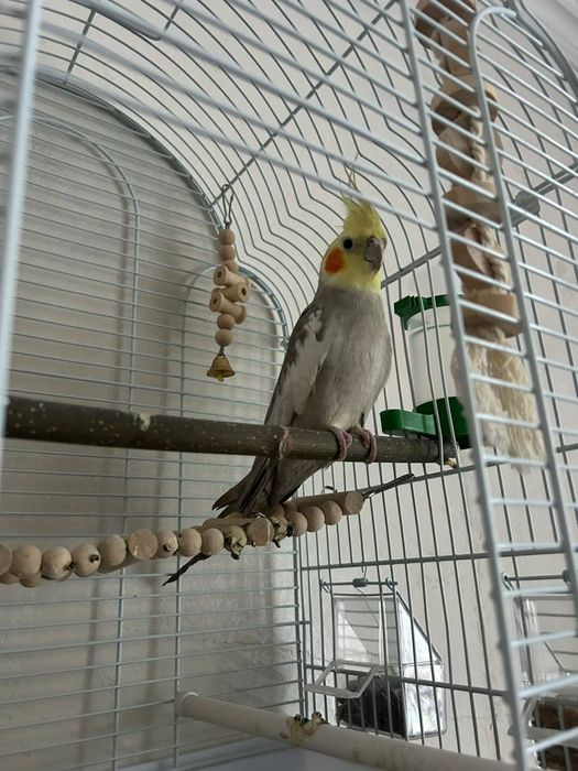 Продаю срочно попугай