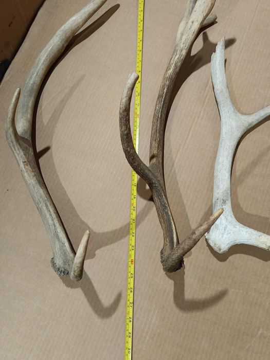 Големи рога от елен