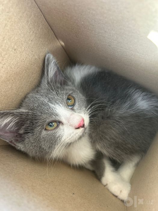 Котенок маленький