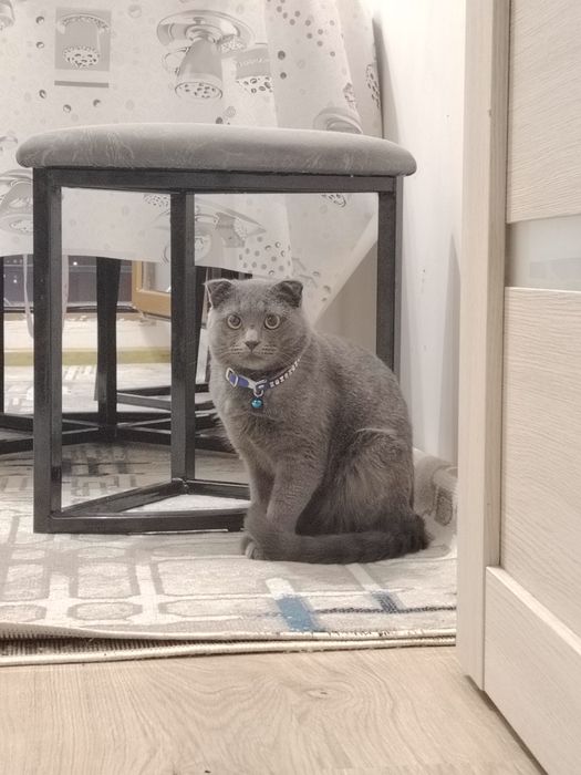 Мушук сотилади фолд