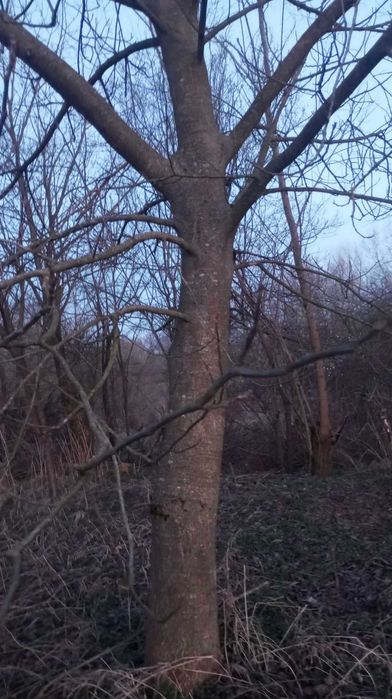 6 nuci si un cires de vinzare pret 6000 lei negociabil