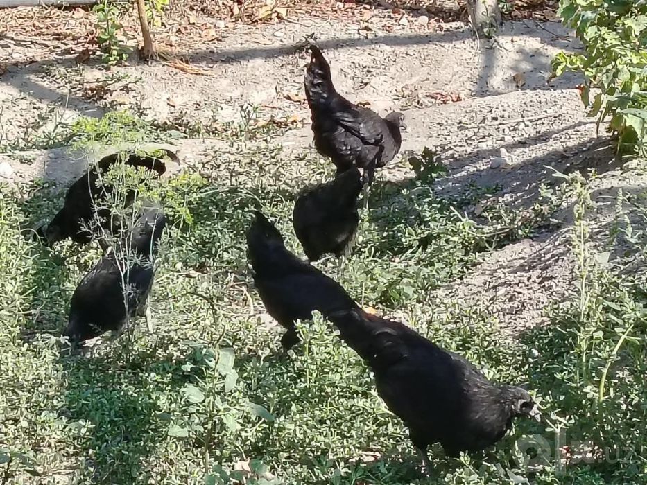 Tovuqlar sotiladi