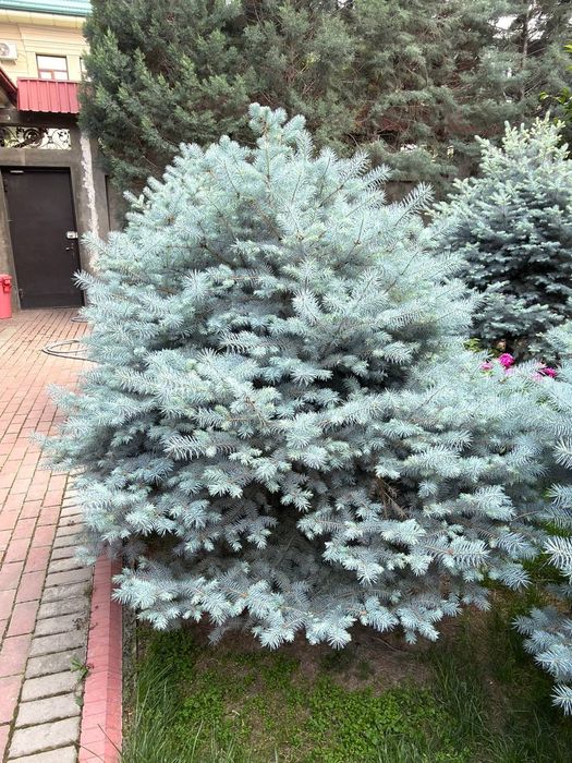 Продаю голубые ели  2.2–2.5м — 6 штук | Ko'k archa 2.2–