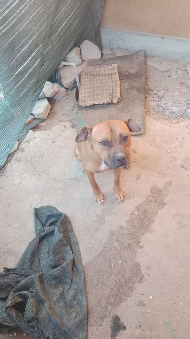 Продам стафорта связи спиеездом