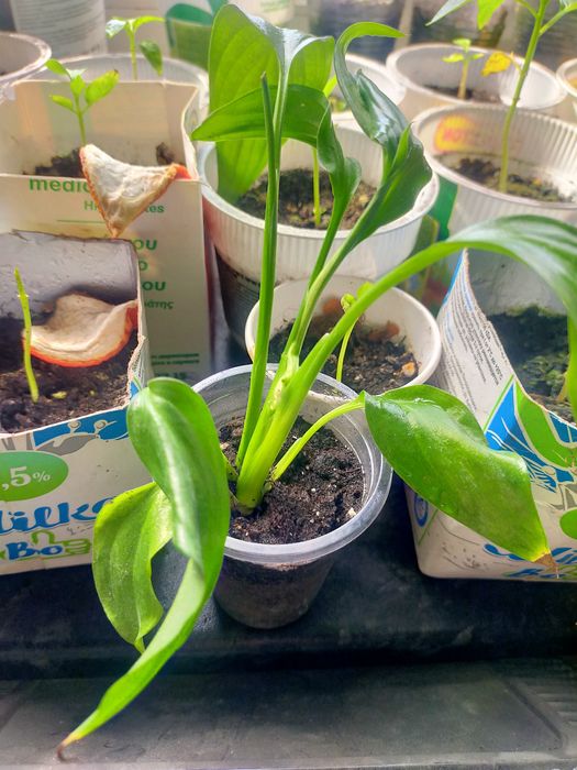 Продам цветы укорененные