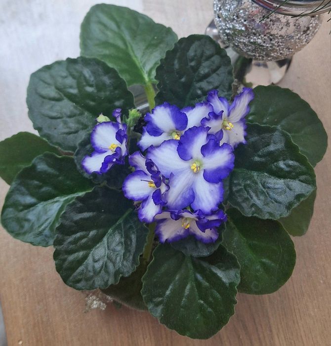 Сортовые цветущие сенполии