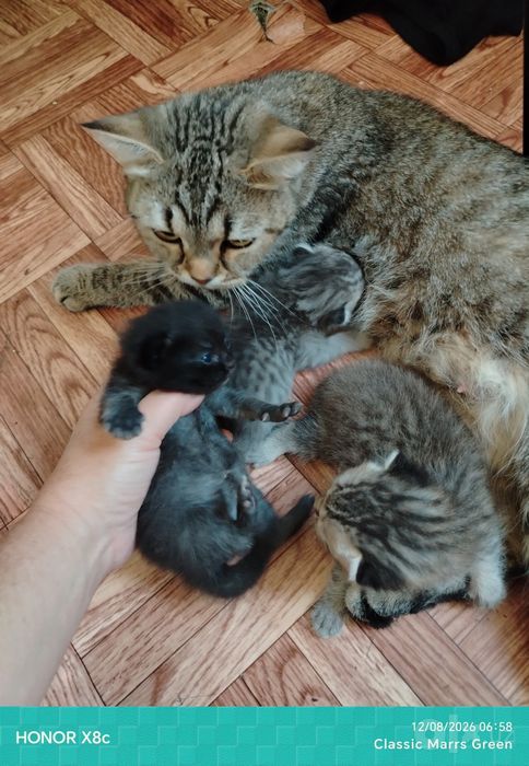 Отдам кошку с котятами в добрые руки