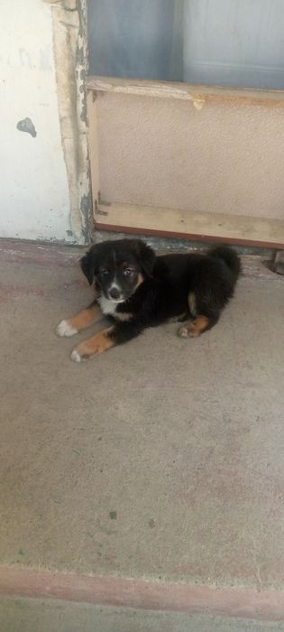 Собака сучка не злая