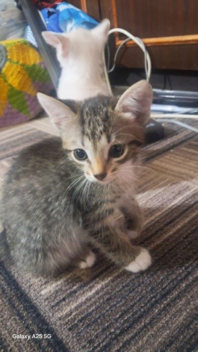 Отдам котят, СРОЧНО