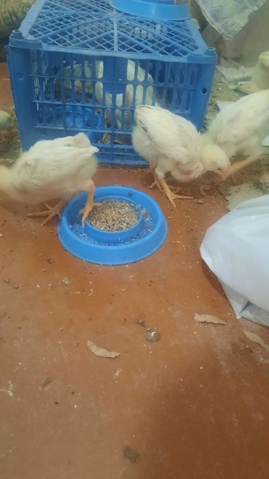 Жўжалар сотилади