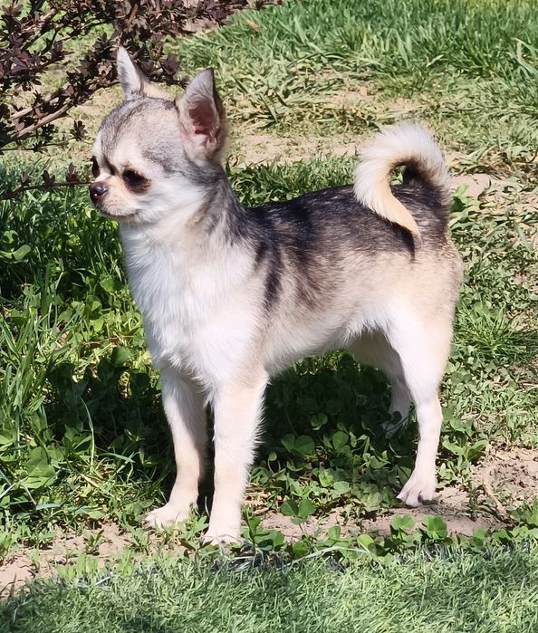 Мальчик чихуахуа