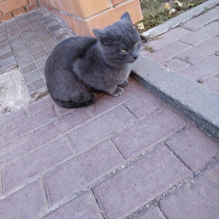 Кот в надёжные руки