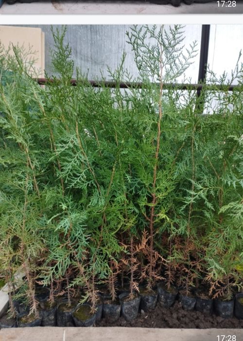 Туя восточная  "Биота