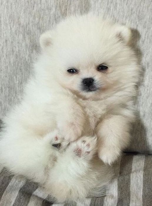 Померан миниатюрен