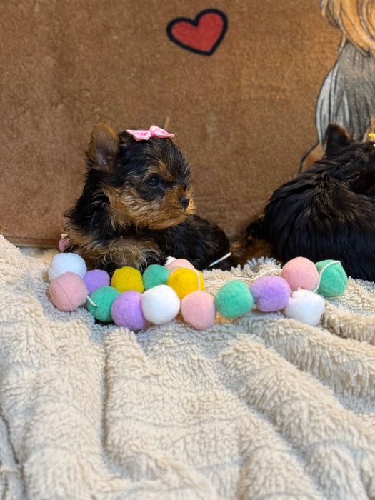 Йорки/Йоркширски териер