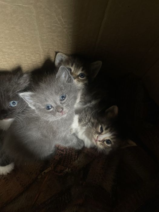 отдам котят в добрые руки