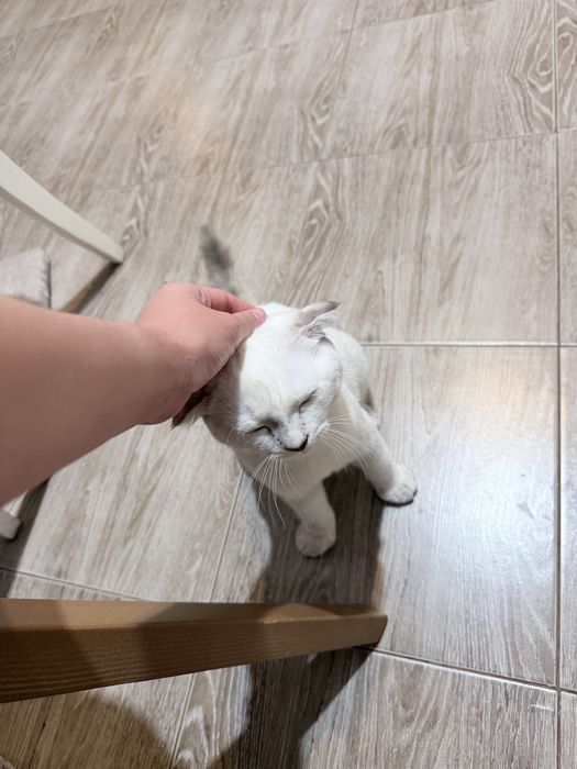Котенок шотландский