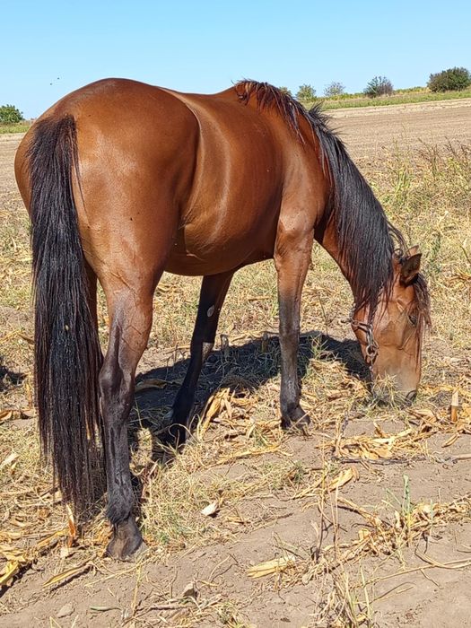 Iapa de vânzare tânără
