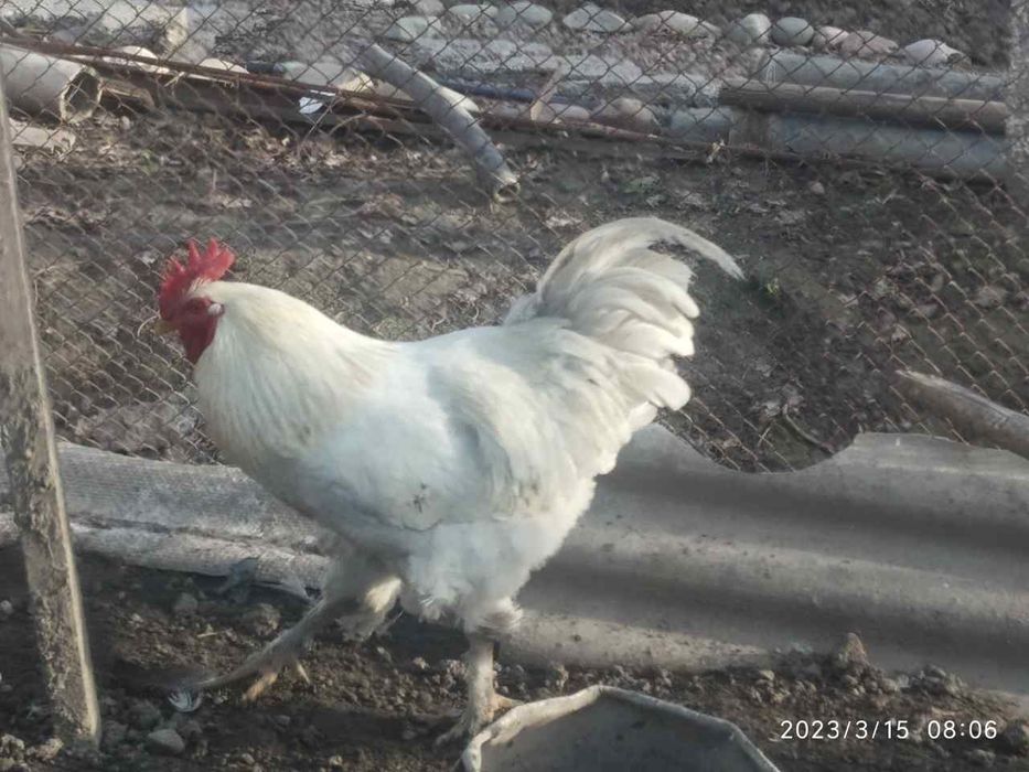 Xoroz sotiladi sotiladi