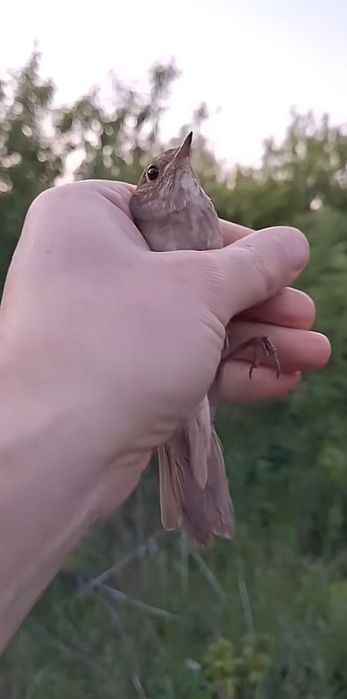 Соловей продам  .
