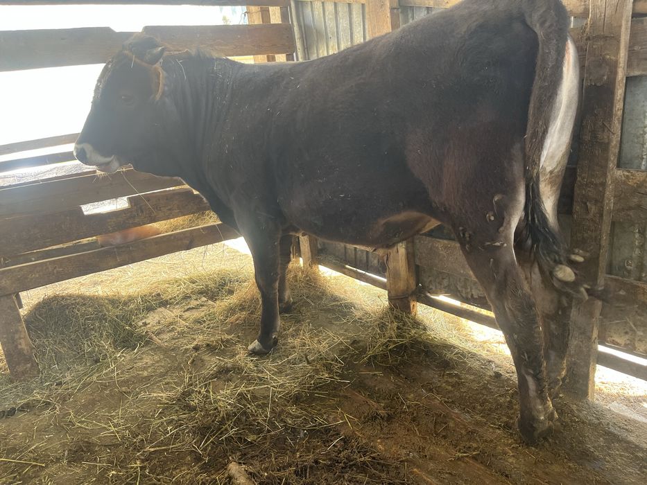 Продается бык,  Алатауской породы, стоит на откорме.