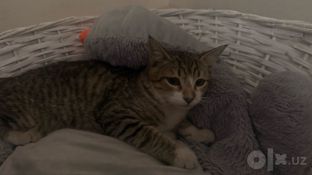 Отдаю в добрые руки кота